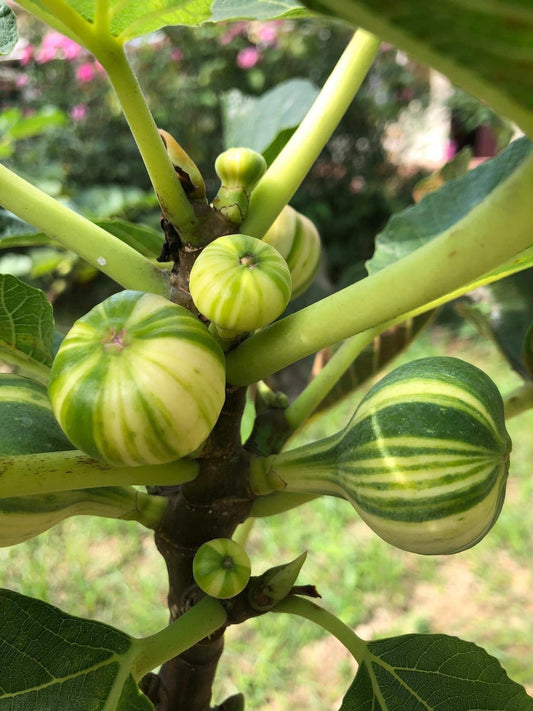 How to Care for Fig Trees in Winter