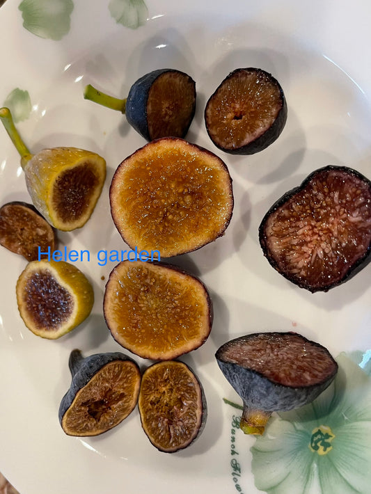 5 FIGS YOU MUST HAVE