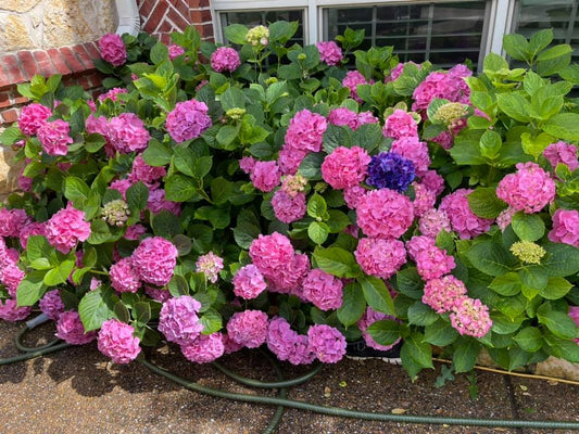 The Art of Creating a Beautiful Garden