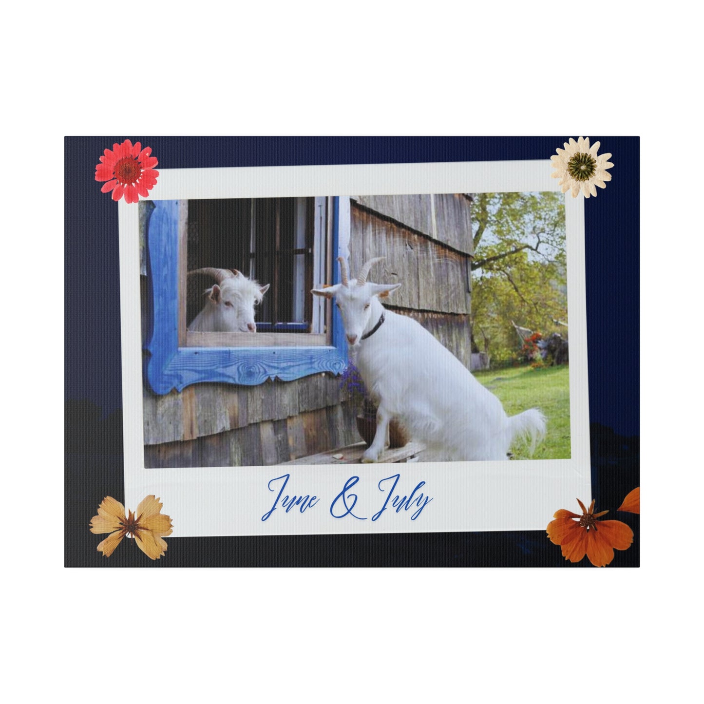 Canvas with cute Goats - Brightens up any room and office