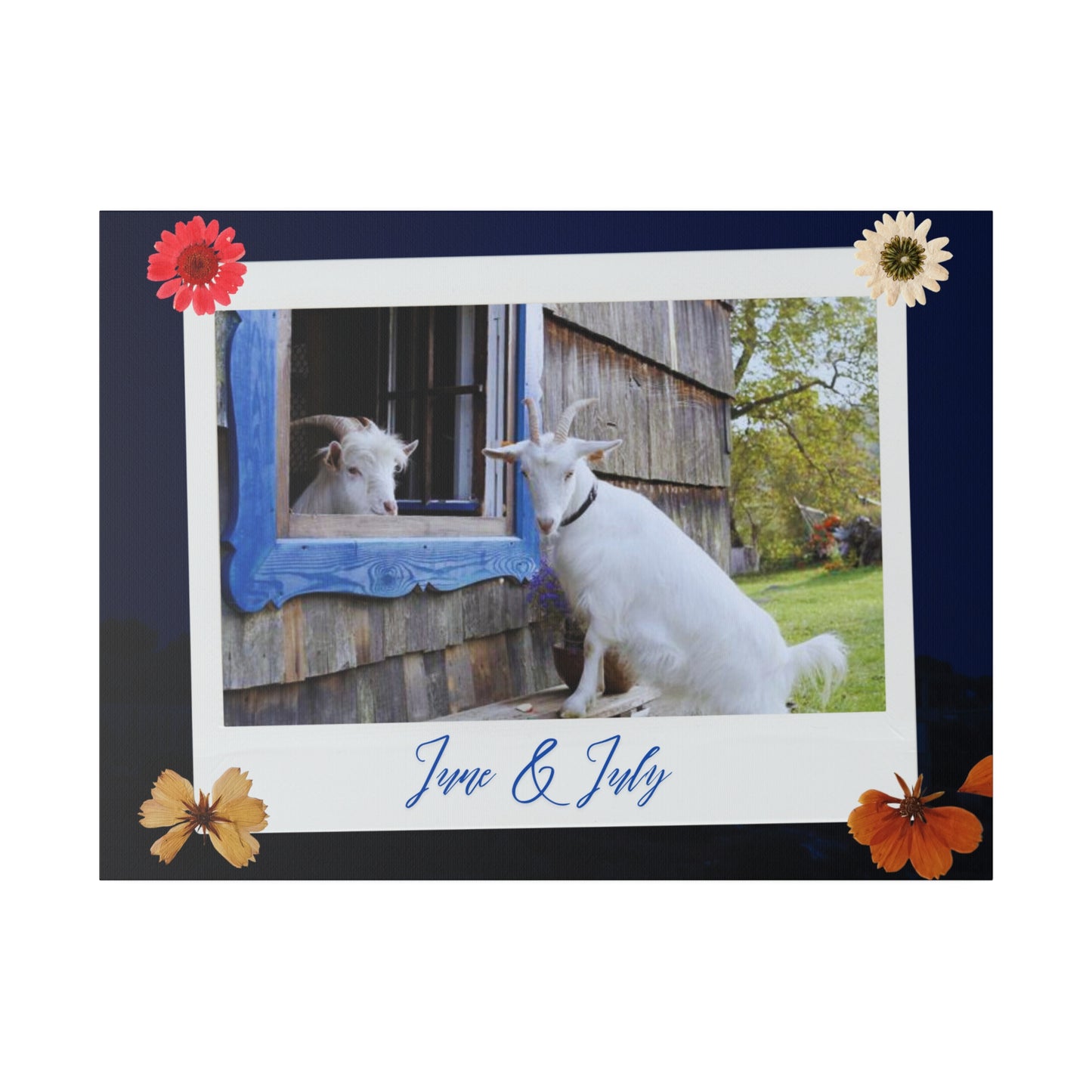 Canvas with cute Goats - Brightens up any room and office