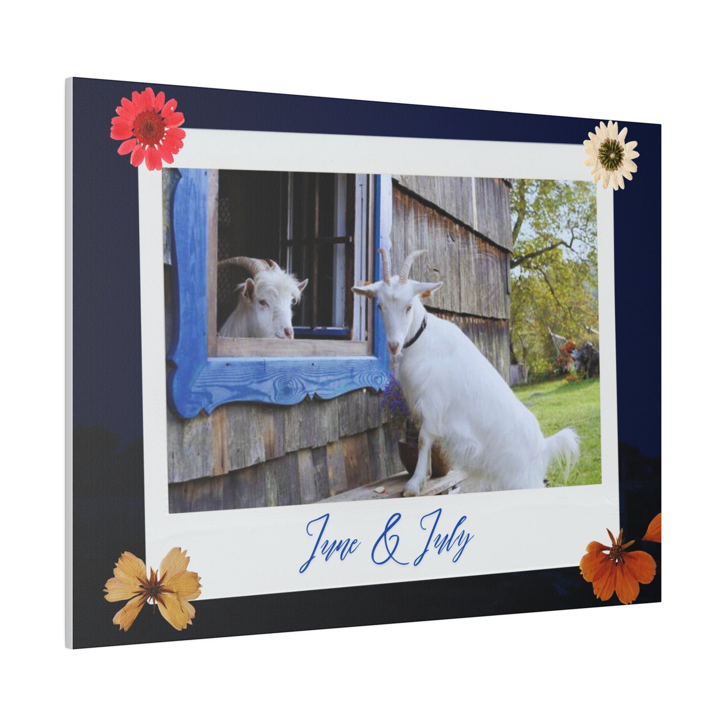 Canvas with cute Goats - Brightens up any room and office