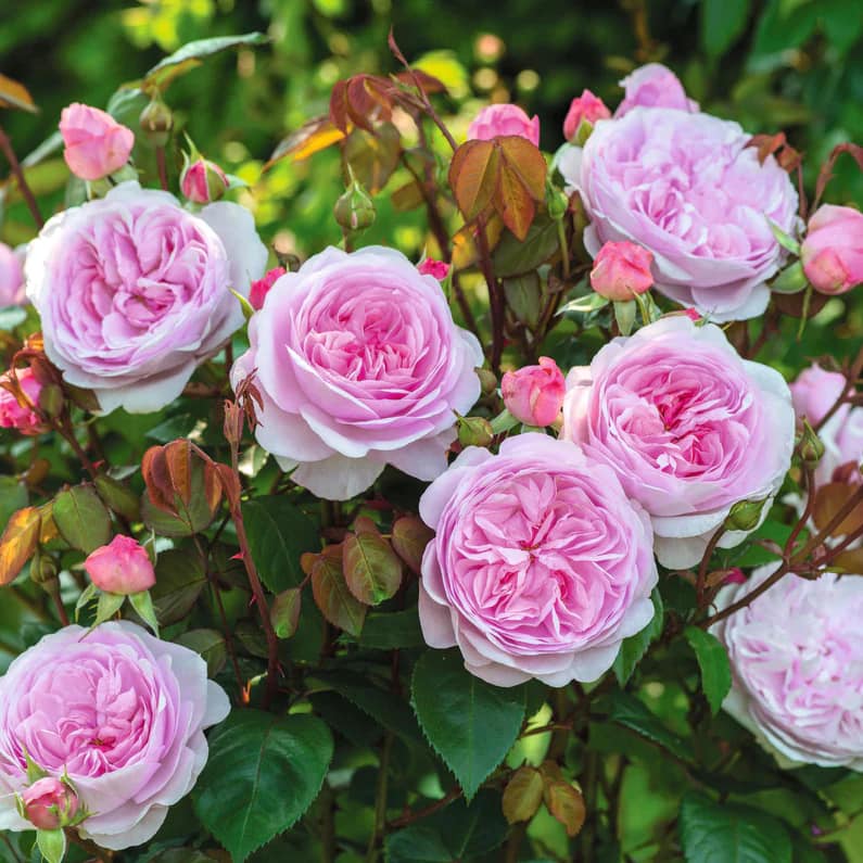 Rose Booster Fertilizer (8oz) - EVERYTHING YOUR ROSES NEED