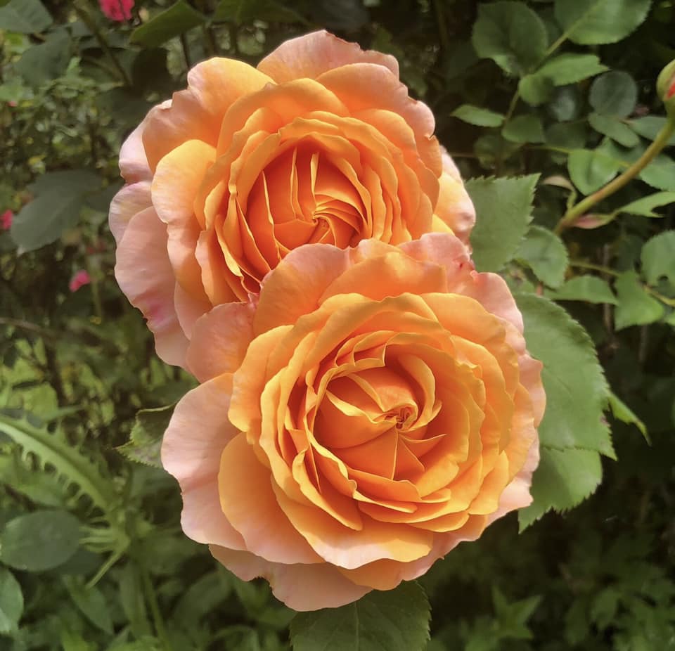 Rose Booster Fertilizer (8oz) - EVERYTHING YOUR ROSES NEED