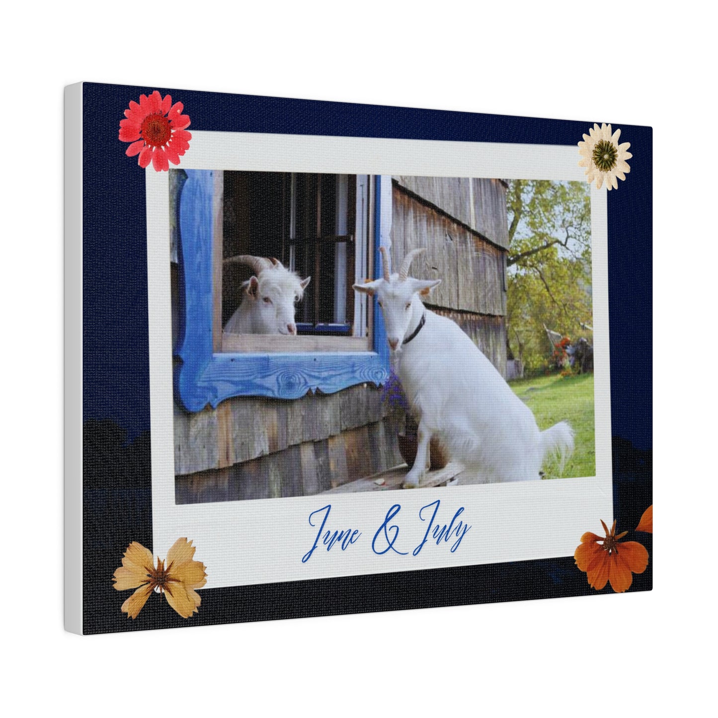 Canvas with cute Goats - Brightens up any room and office