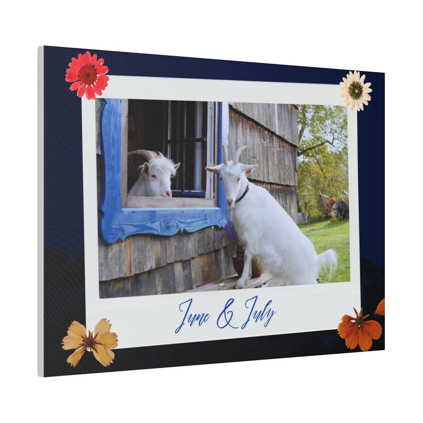 Canvas with cute Goats - Brightens up any room and office