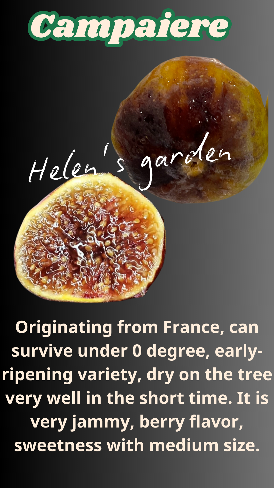 Campaiere Fig Tree