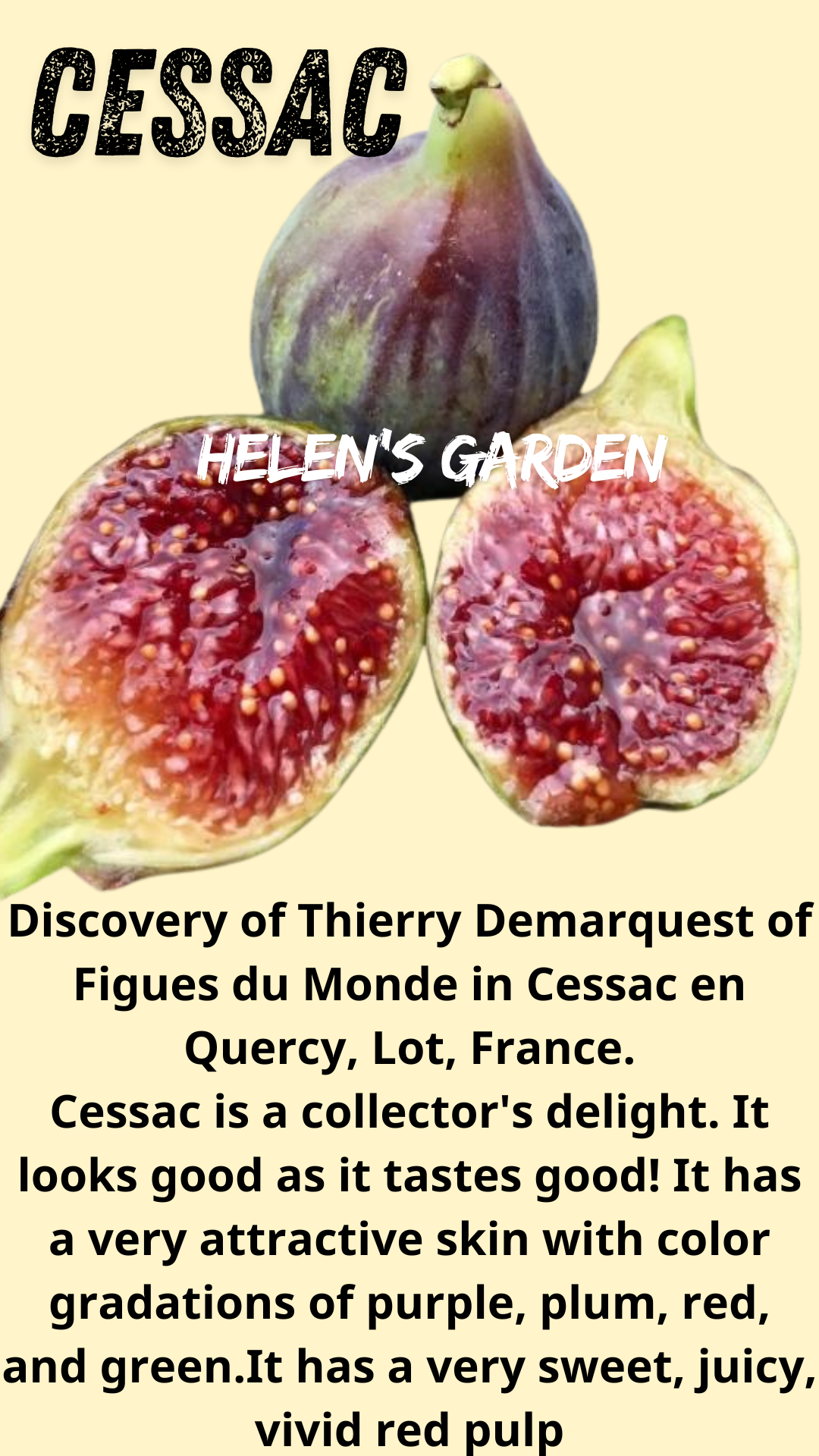 Cessac Fig Tree