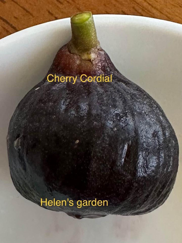 Cherry Cordial Fig tree