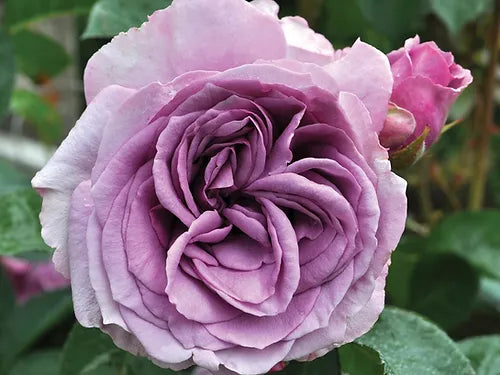 Rose Booster Fertilizer (8oz) - EVERYTHING YOUR ROSES NEED