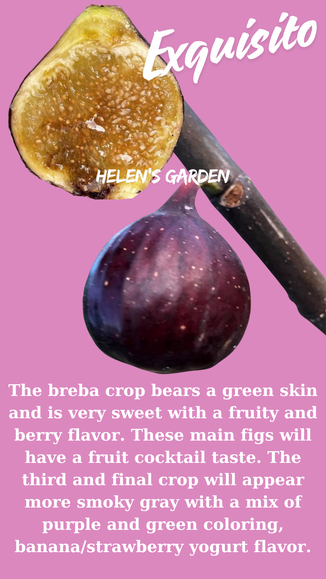 Exquisito Fig Tree