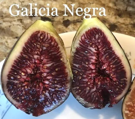 Gacilia Negra Fig Tree