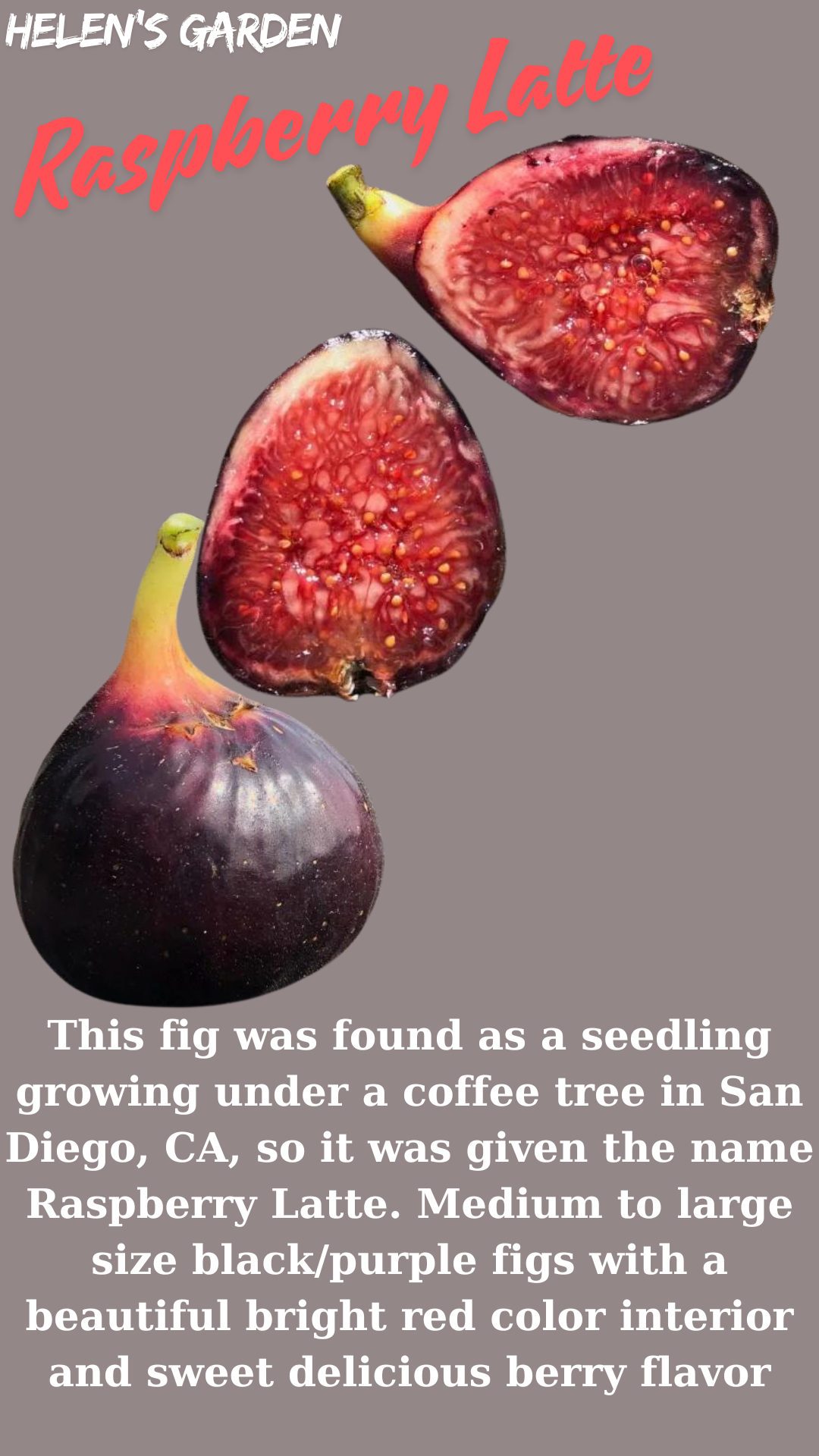 Raspberry Latte Fig Tree