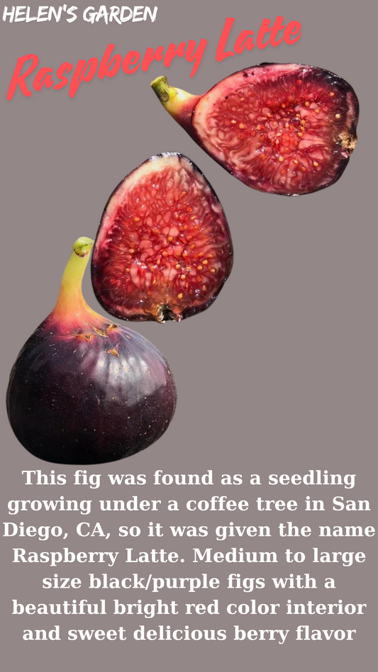 Raspberry Latte Fig Tree