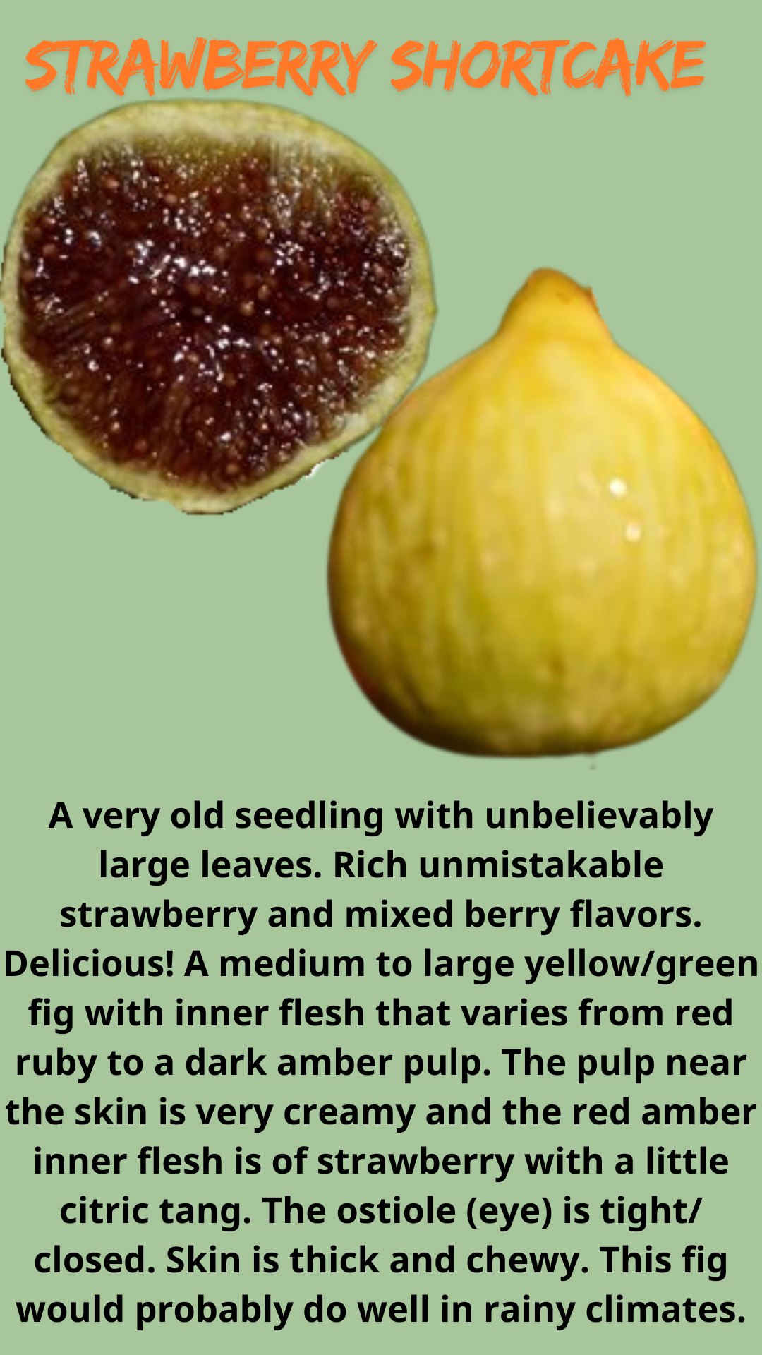Strawberry Shortcake Fig Tree