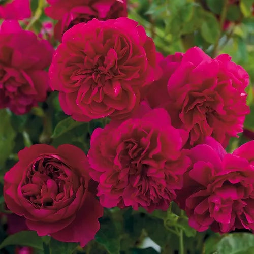 Rose Booster Fertilizer (8oz) - EVERYTHING YOUR ROSES NEED