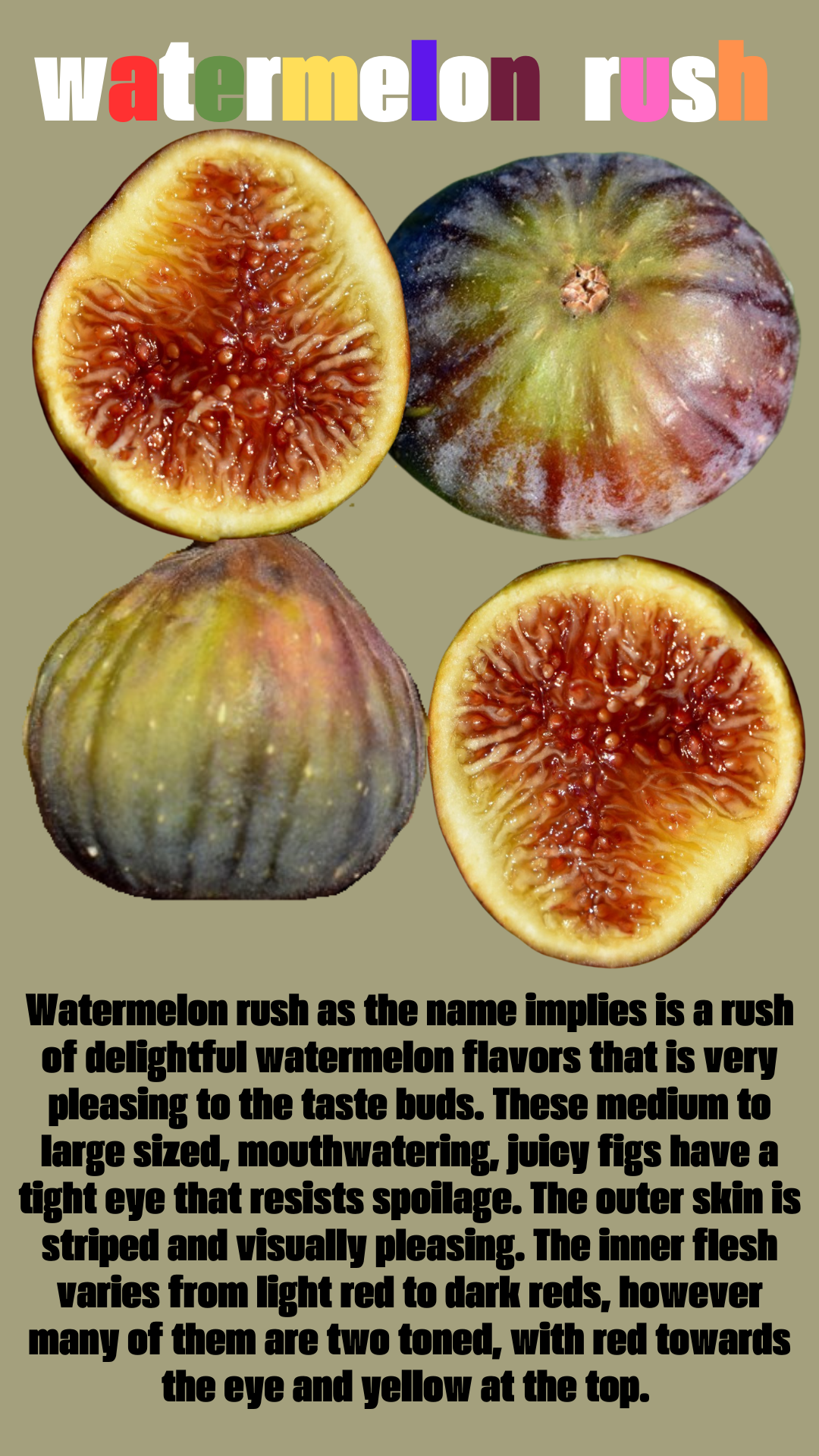 Watermelon Rush Fig Tree