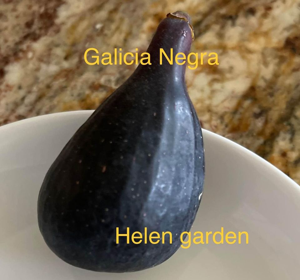 Gacilia Negra Fig Tree