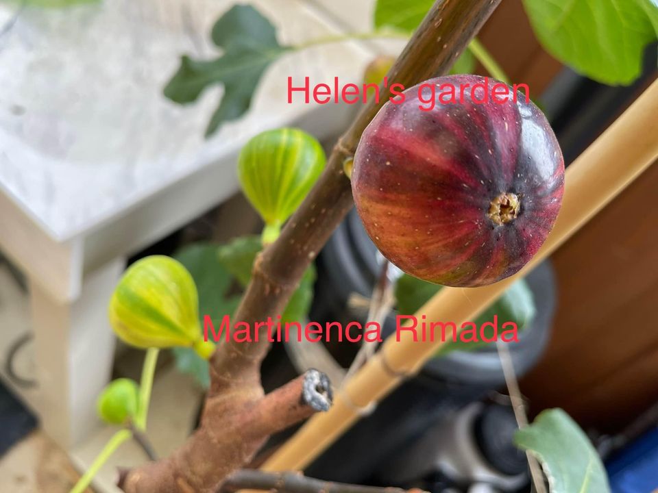 Martinenca Rimada Fig Tree