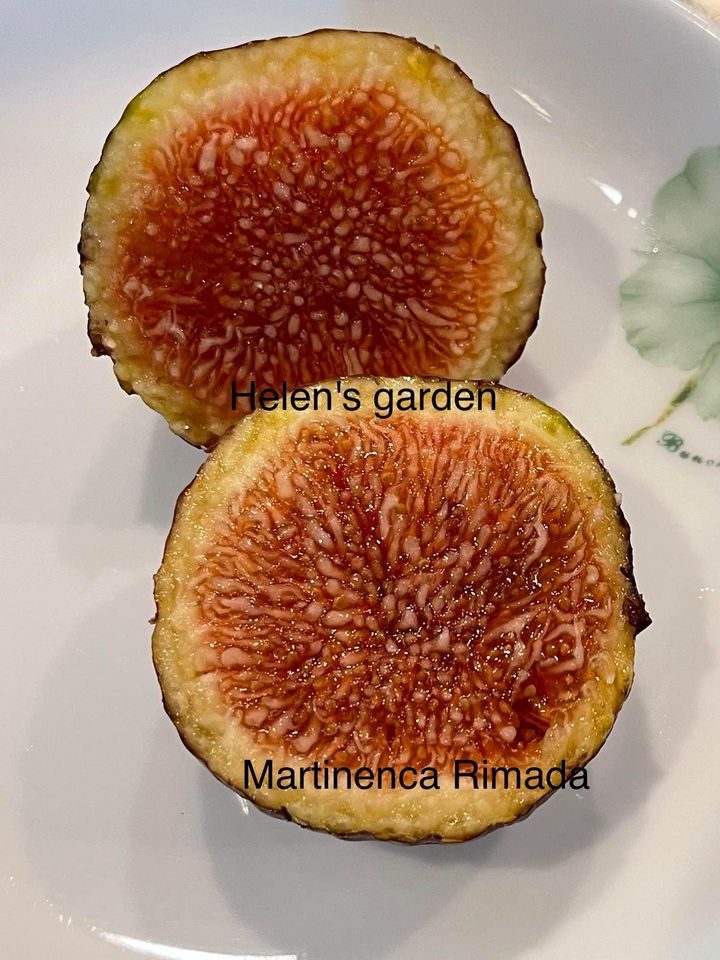 Martinenca Rimada Fig Tree