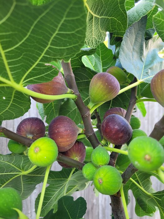 TAKE CARE OF FIG IN POT AND IN GROUND