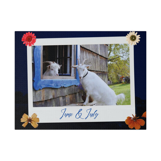 Canvas with cute Goats  - Brightens up any room and office