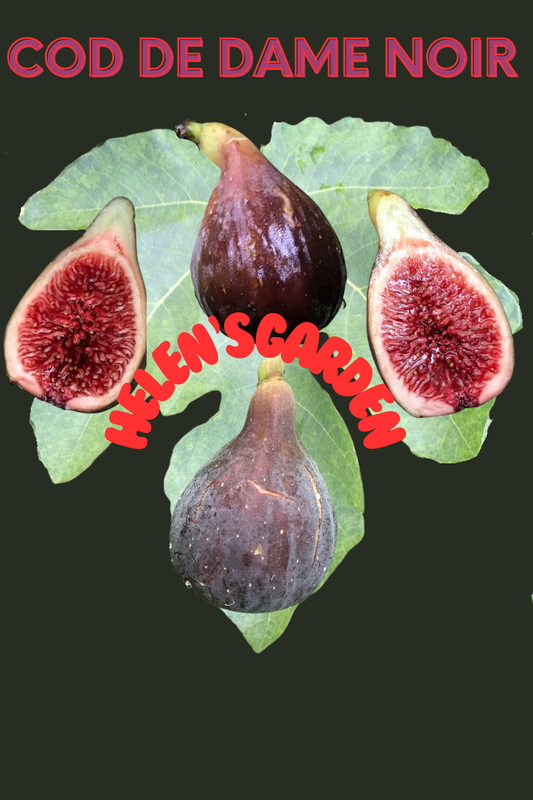 Cod De Dame Noir Fig Tree