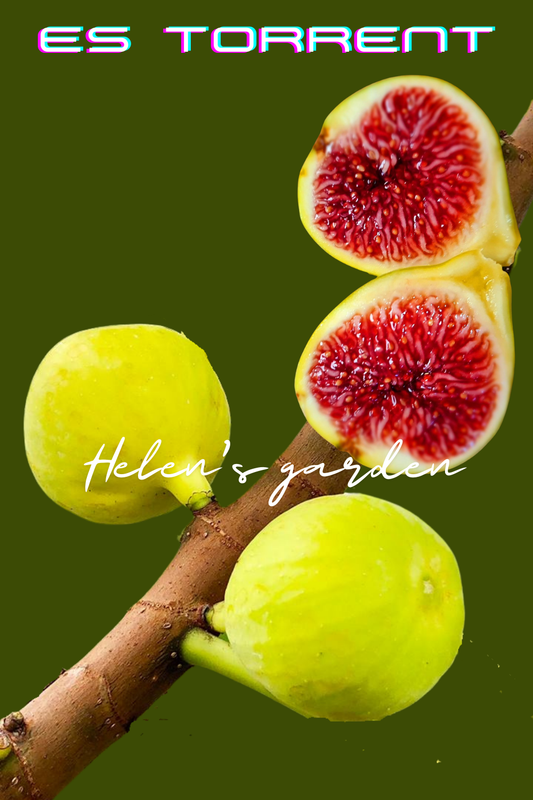 Es Torrent Fig Tree