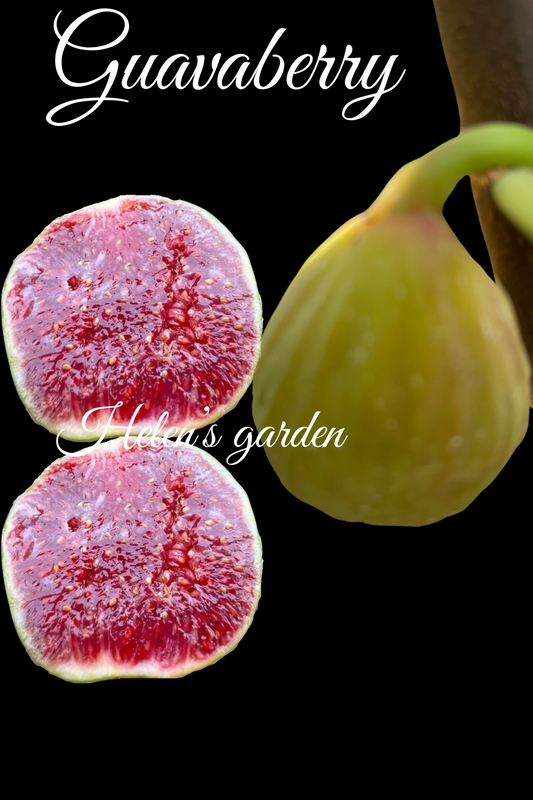 Guavaberry