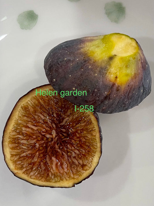 Italian 258 ( I-258) Fig Tree