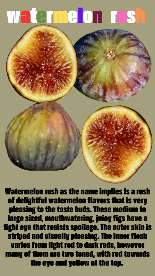 Watermelon Rush Fig tree